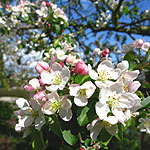 Malus x zumi - Professor Spienger - Flowering Crab, Malus