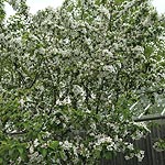 Malus robusta - Red Sentinel - Crab Apple, Malus - 2nd Image