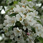 Malus robusta - Red Sentinel - Crab Apple, Malus