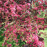 Malus Wisley - Crab Apple