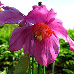 Meconopsis betonicifolia - Pink Form