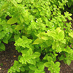 Melissa officinalis - Lemon Balm