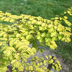 Metasequoia glyptostroboides - Goldrush