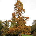 Metasequoia glyptostroboides