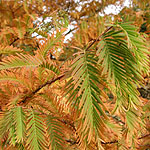 Metasequoia glyptostroboides - 2nd Image