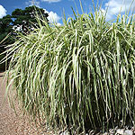 Miscanthus sinensis - Rigoletto - Miscanthus