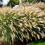 Miscanthus sinensis - Yakushima Dwarf - Elephant grass, Miscanthus