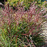 Miscanthus sinensis - China - Miscanthus