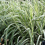 Miscanthus sinensis - Dixieland - Miscanthus