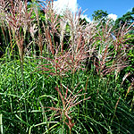 Miscanthus sinensis - Malepartus - Miscanthus