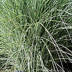 Miscanthus  sinensis - Morning Light - Elepahnt grass, Miscanthus