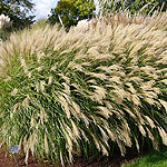 Miscanthus sinensis - Yakushima Dwarf - Elephant grass, Miscanthus - 2nd Image