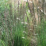 Molinia caerulea - Moorhexe