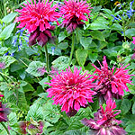 Monarda - Ruby Glow - Bergamont