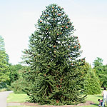 Araucaria arucana - Monkey Puzzle tree - 2nd Image