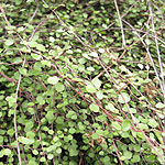 Muehlenbeckia complexa - 2nd Image