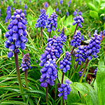 Muscari - Early Giant