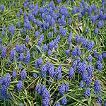 Muscari hyacinthoides