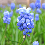 Muscari - Super Star - Grape Hyacinth