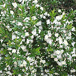 Myrtus communis - Myrtle, Myrtus