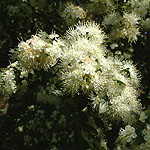 Myrtus lechleriana