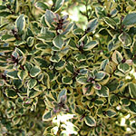 Myrtus luma - Glanleam Gold - Myrtle, Myrtus