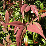 Nandina domestica - Sacred Bamboo