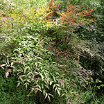 Nandina domestica - Sacred Bamboo - 2nd Image