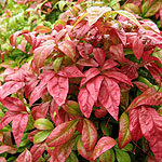 Nandina domestica - Fire Power - Dwarf secred bamboo