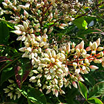 Nandina domestica - Sacred Bamboo - 3rd Image