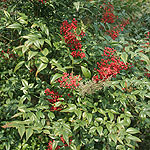 Nandina domestica - Richmond - Sacred Bamboo