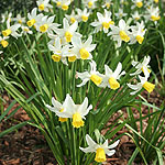 Narcissus - Jack Snipe - Daffodil