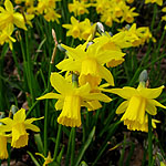 Narcissus - Tete A Tete - Dwarf Narcissus