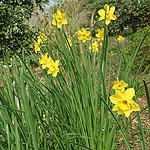 Narcissus - Buttercup - Daffodil