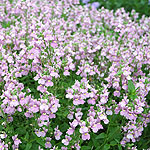 Nemesia denticulata - Nemesia