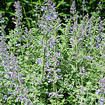 Nepeta x faassenii - Catmint, Nepeta