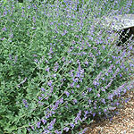 Nepeta x faassenii - Six Hills Giant - Catmint, Nepeta