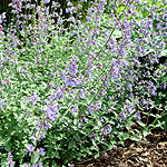 Nepeta racemosa - Walkers Low - Catnip, Nepeta