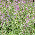 Nepeta racemosa - Walkers Low - Catnip, Nepeta - 2nd Image