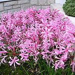 Nerine bowdenii - Cape Colony