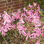 Nerine bowdenii - Smee - Cape Colony