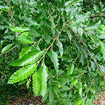 Nothofagus obliqua - Roble Beech