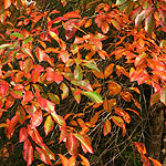 Nyssa sylvatica - Jermyns Flame - Tupelo, Black Gum