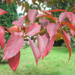 Nyssa sinensis - Tupelo, Black Gum