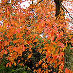 Nyssa sylvatica - Chinese Tupelo, Black Gum