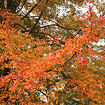 Nyssa sylvatica - Wisley Bonfire - Tupelo, Black Gum