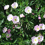 Oenothera speciosa - Twilight - Sundrops, Oenothera