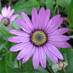 Osteospermum jucundum - Blackthorn Seedling - Osteospermum