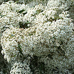 Olearia cheesemanii - Daisy Bush