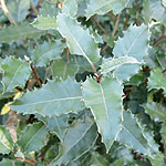 Olearia macrodonta - New Zealand Holly - 2nd Image